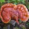 Gobe reishi in njihove zdravstvene koristi