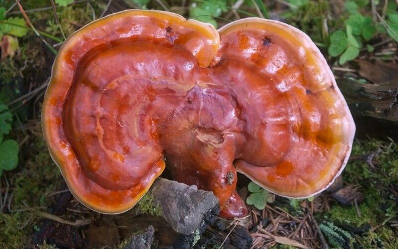 Ganoderma lucidum